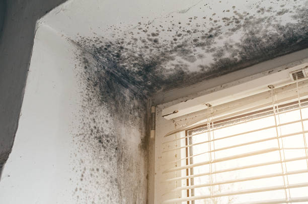 Trusted Mold Inspection service in Revere, MA - Cheap Mold Removal